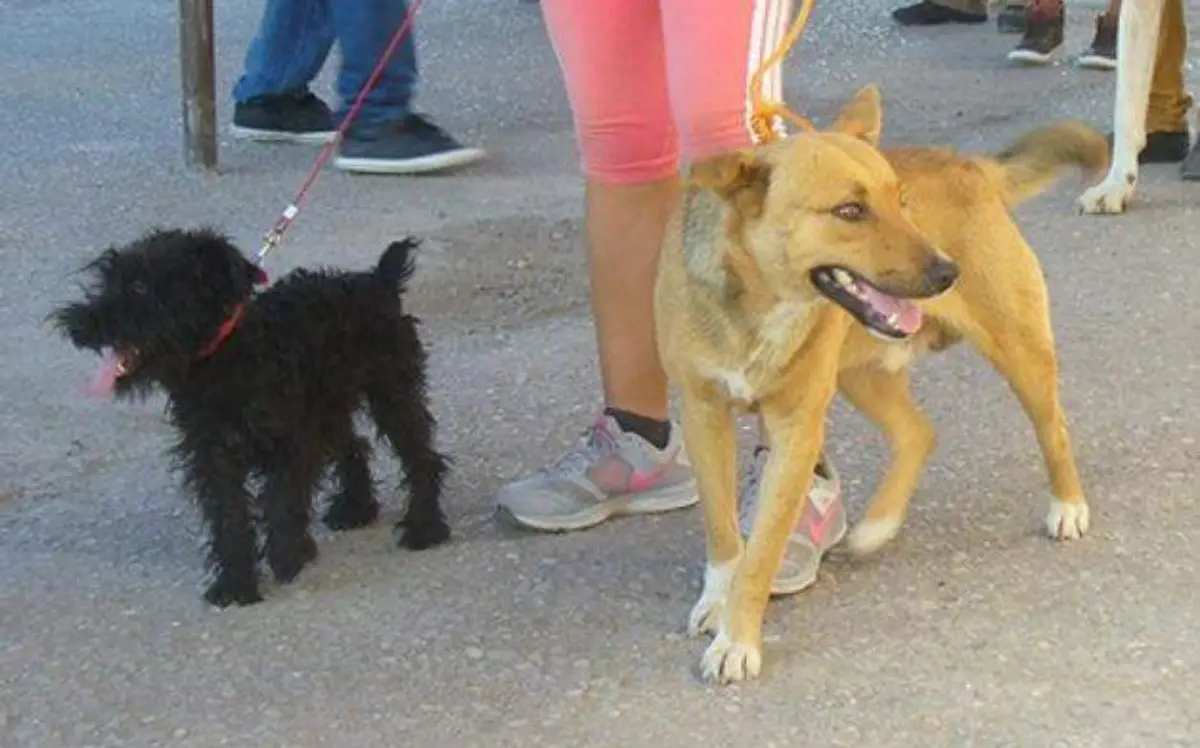 mascotas tehuacan